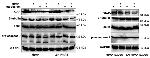 XIAP Antibody in Western Blot (WB)