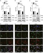 ATP1B2 Antibody in Western Blot, Immunocytochemistry (WB, ICC/IF)