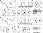 beta Actin Antibody in Western Blot (WB)