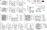 FOXM1 Antibody