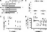 Phospholamban Antibody in Western Blot (WB)