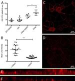 ZO-1 Antibody in Immunocytochemistry (ICC/IF)