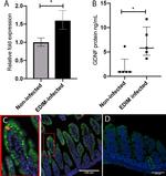 GDNF Antibody in Immunohistochemistry (IHC)