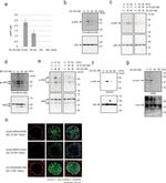 Phospho-IkB alpha (Ser32, Ser36) Antibody in Western Blot (WB)