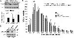 LAMP-2A Antibody in Western Blot (WB)