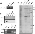 PTBP1 Antibody in Western Blot, Immunoprecipitation (WB, IP)