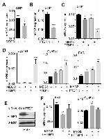 PTBP1 Antibody in Western Blot (WB)