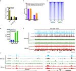 ERF Antibody in ChIP Assay (ChIP)