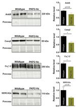 Calsequestrin Antibody in Western Blot (WB)