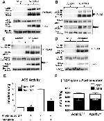 PMP70 Antibody in Immunoprecipitation (IP)