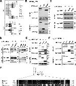 GFP Antibody in Western Blot (WB)