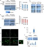 GST Tag Antibody in Western Blot (WB)