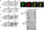 6x-His Tag Antibody in Western Blot (WB)