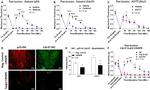 Cdc37 Antibody in Immunohistochemistry (IHC)