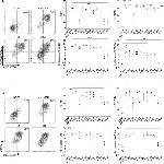 LAP (Latency Associated peptide) Antibody in Flow Cytometry (Flow)