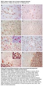 SEL1L Antibody in Immunohistochemistry (IHC)