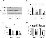 BDNF Antibody in Western Blot (WB)