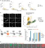 Nanog Antibody in Immunocytochemistry (ICC/IF)