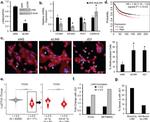 LIN9 Antibody