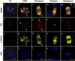 PLK1 Antibody in Immunocytochemistry (ICC/IF)