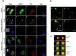 PLK1 Antibody in Immunocytochemistry (ICC/IF)