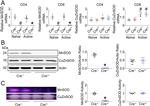 SOD1 Antibody in Western Blot (WB)