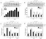 Phospho-p38 MAPK (Thr180, Tyr182) Antibody in Western Blot (WB)