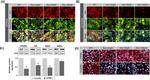 PPAR gamma Antibody