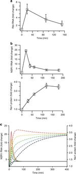 NSR1 Antibody in Western Blot (WB)