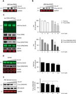 Phospho-Tau (Ser396) Antibody in Western Blot (WB)