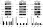 Vimentin Antibody in Western Blot (WB)