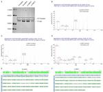 Vimentin Antibody in Western Blot (WB)