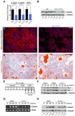 alpha Tubulin Antibody in Western Blot (WB)