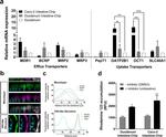 P-Glycoprotein Antibody in Immunocytochemistry (ICC/IF)