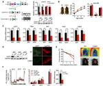 ZC3H10 Antibody in Western Blot (WB)