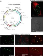 Phospho-IRS1 (Tyr612) Antibody in Immunocytochemistry (ICC/IF)