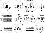 HSD17B1 Antibody in Western Blot (WB)