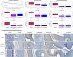 HSD17B1 Antibody in Immunohistochemistry (IHC)