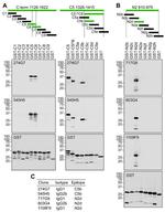 GST Tag Antibody in Western Blot (WB)