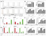 MICA/B Antibody in Flow Cytometry (Flow)