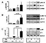 Phospho-JNK1/JNK2 (Thr183, Tyr185) Antibody in Western Blot (WB)