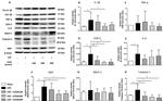 IL-6 Antibody in Western Blot (WB)