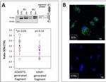 ADAMTS4 Antibody in Immunocytochemistry (ICC/IF)