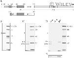 AHR Antibody in Western Blot (WB)