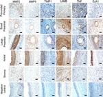 Connexin 43 Antibody in Immunohistochemistry (IHC)