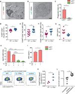 Ly-6C Antibody in Flow Cytometry (Flow)