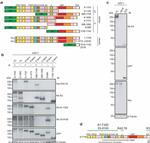 beta Tubulin Antibody in Western Blot (WB)