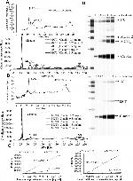 Claudin 1 Antibody in Western Blot (WB)