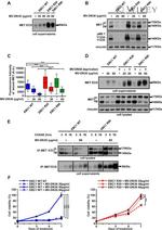 c-Met Antibody in Western Blot, Immunoprecipitation (WB, IP)