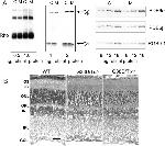 PDE6B Antibody in Western Blot (WB)